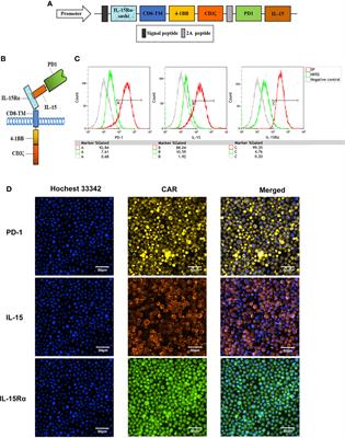 A Novel Sushi-IL15-PD1 CAR-NK92 Cell Line With Enhanced and PD-L1 Targeted Cytotoxicity Against Pancreatic Cancer Cells